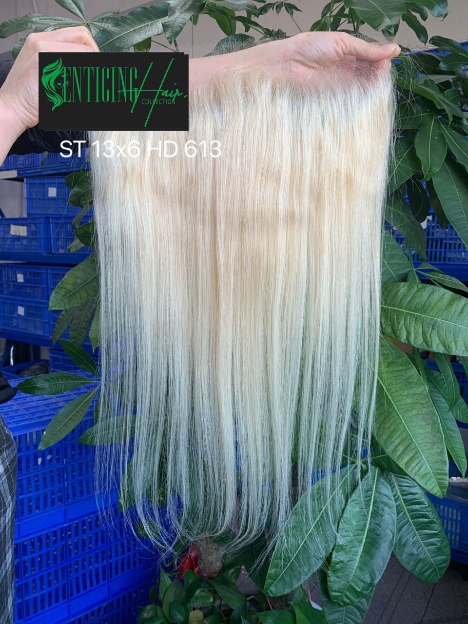 Russian Blonde HD Lace Frontal